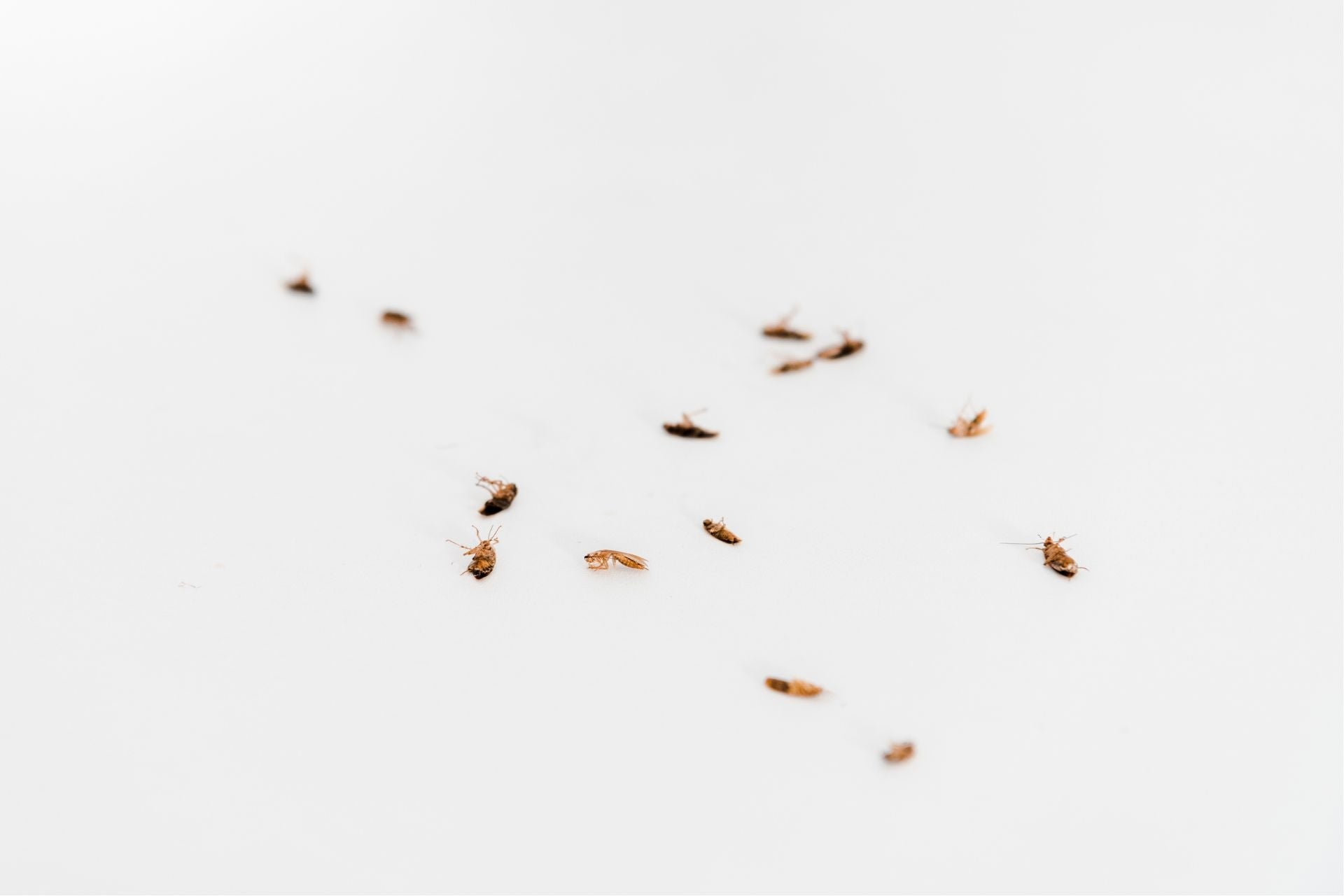 Τι έντομα ζουν στα στρώματα και πώς να τα αντιμετωπίσετε